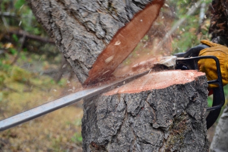 taglio alberi alto fusto